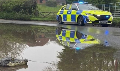 Crocodile: Reports of reptile in Buckinghamshire village investigated by &#039;brave&#039; Thames Valley Police