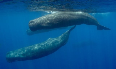 Artificial intelligence being used to decode sperm whales&#039; language as &#039;phonetic alphabet&#039; is identified