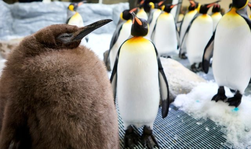 Pesto the penguin chick is abnormally large - and now he&#039;s a social media star