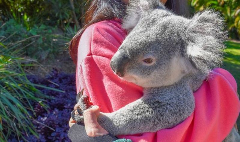 Koala cuddles banned at popular Australian sanctuary visited by Taylor Swift and Vladimir Putin