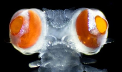 Marine worm with &#039;googly eyes&#039; 20 times heavier than its head may see in completely new way