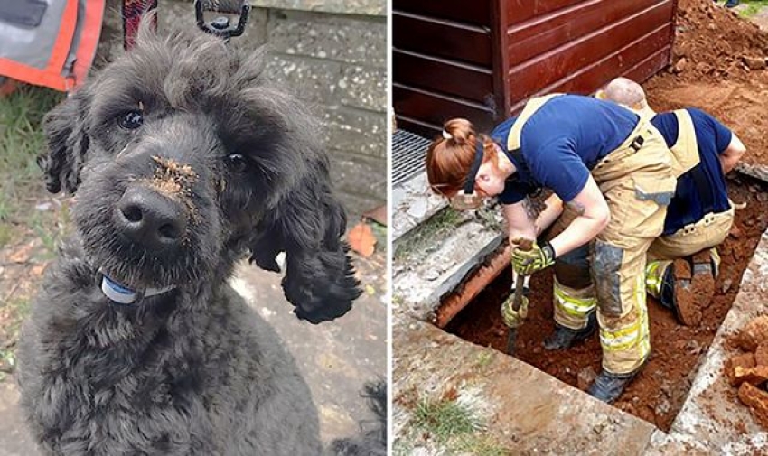 Dog rescued after getting trapped under home in Swansea