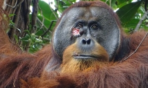 Orangutan seen using medicinal plant to treat wound in first for wild animals