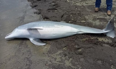 Dolphin found shot dead on beach - with &#039;multiple bullets&#039; lodged in body
