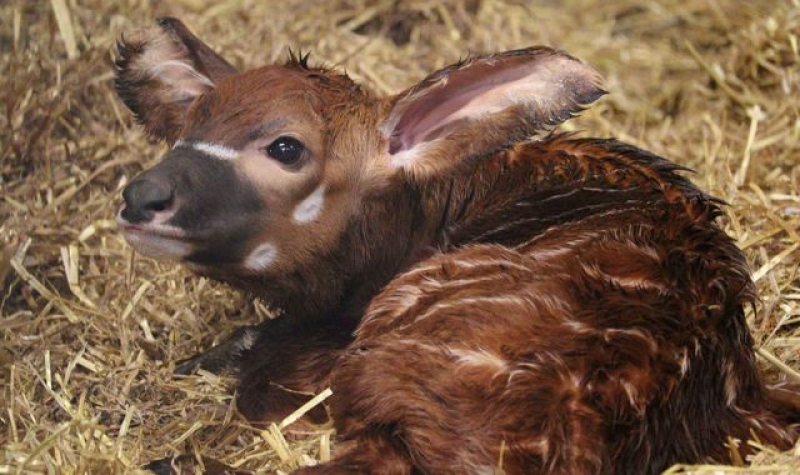 Bedfordshire safari park welcomes one of Earth&#039;s most endangered animals in &#039;major conservation success&#039;