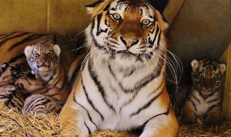 Rare Amur tiger cubs &#039;doing really well&#039; at Longleat safari park
