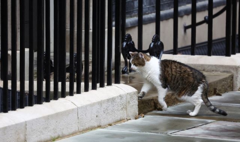 New kitten to join Starmer family in Downing Street, PM says 