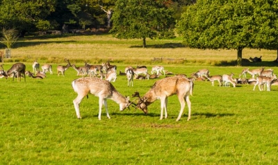 People caught &#039;forcing&#039; antlers off Richmond Park deer, police say