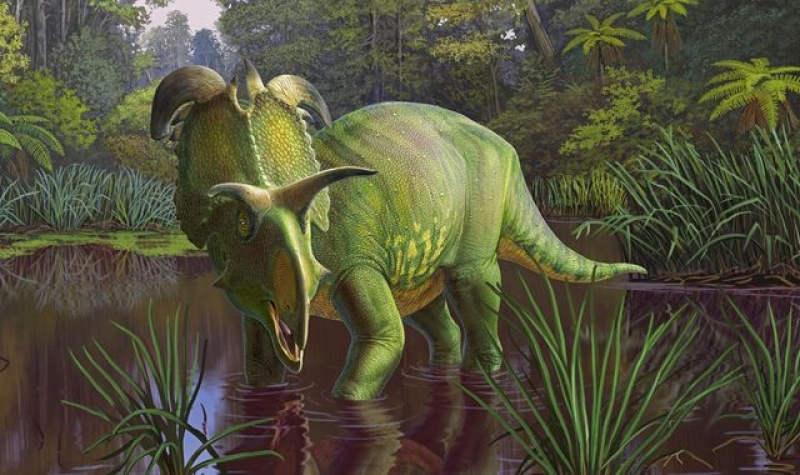 Newly discovered 22ft Lokiceratops had &#039;largest frill horns ever&#039; seen on a dinosaur