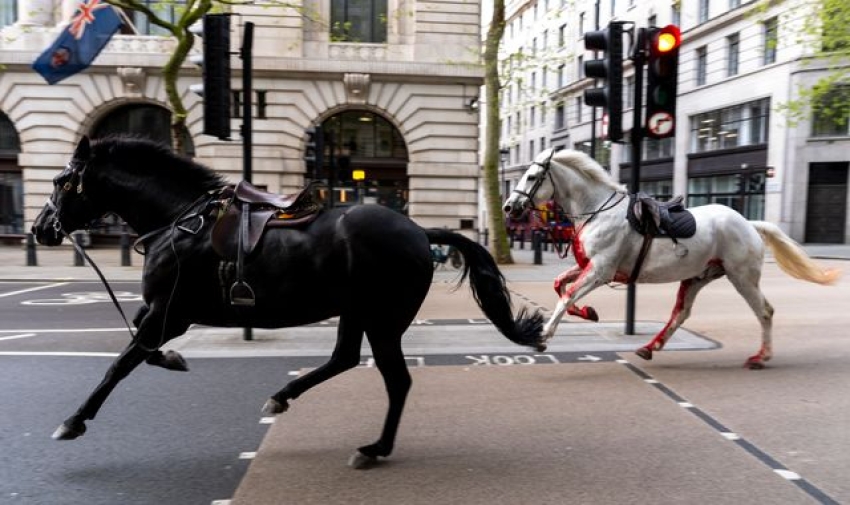 Military horses that bolted through London being 'closely observed' after surgery - with others set to return to duty