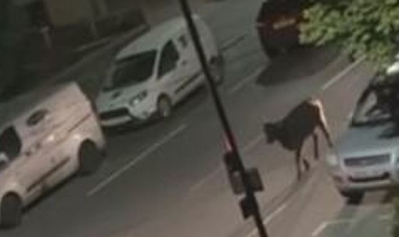 Watchdog tells Surrey Police to investigate decision to ram escaped cow with car