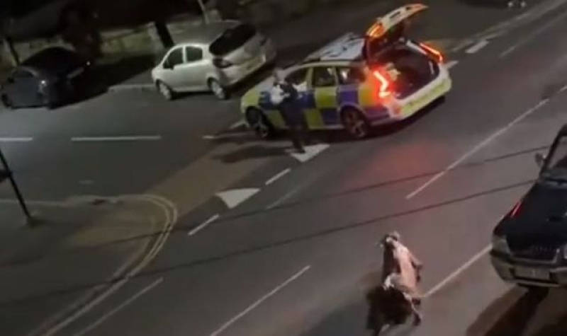 Home secretary calls for &#039;urgent explanation&#039; as police car is filmed running over a cow