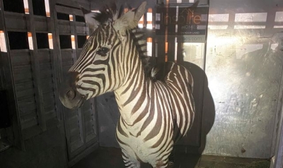 Shug the escaped zebra recaptured after nearly a week on the run