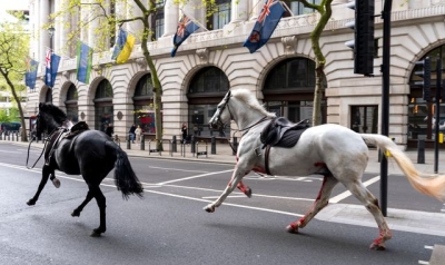 Two horses which bolted through central London in a &#039;serious condition&#039; 
