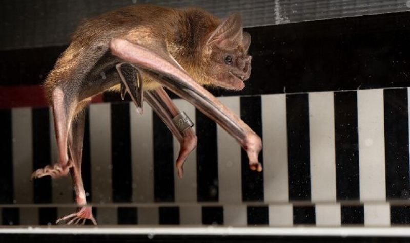 Vampire bats sprint on treadmill as study shows special way they use blood for energy