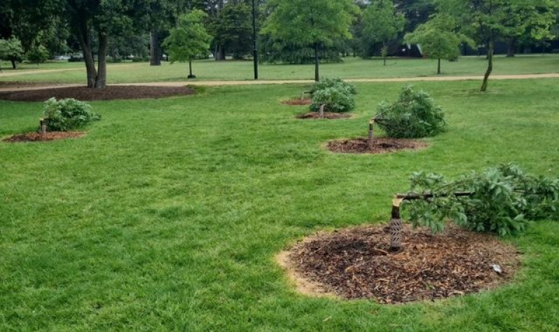 Police in Melbourne hunt vandals after nearly 200 trees and shrubs destroyed 