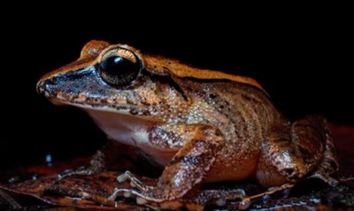 Frogs are screaming - we just can&#039;t hear them, scientists in Brazil discover