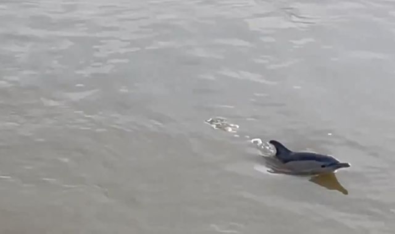 Two dolphins found dead on the bank of River Thames