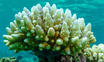 Mass bleaching of coral reefs caused by climate change and warming oceans, scientists say