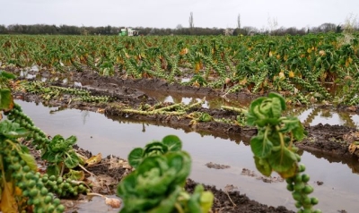 &#039;A growing crisis&#039;: Extreme rainfall saturates farms - and may make food pricier