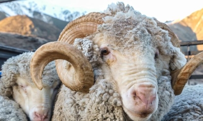 New Zealand: Ram killed by police after elderly couple found dead in paddock at their home near Auckland