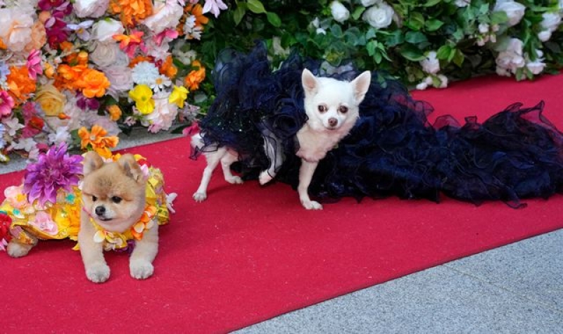 Pet Gala pictures: Best-dressed dogs on this year&#039;s red carpet