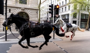 &#039;Number of horses&#039; on the loose in central London - as one appears to be covered in blood