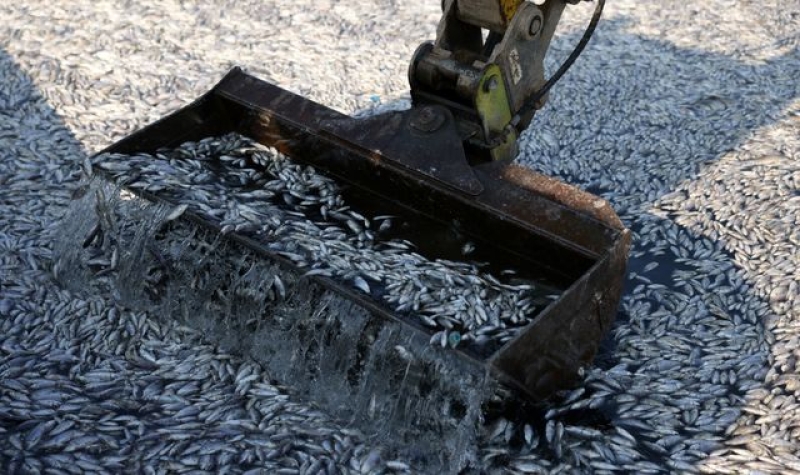 Dead fish blanket Greek tourist port of Volos after flooding