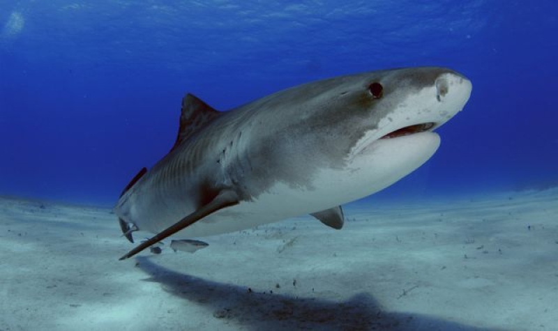 Boy, 16, decapitated by shark while fishing in Jamaica