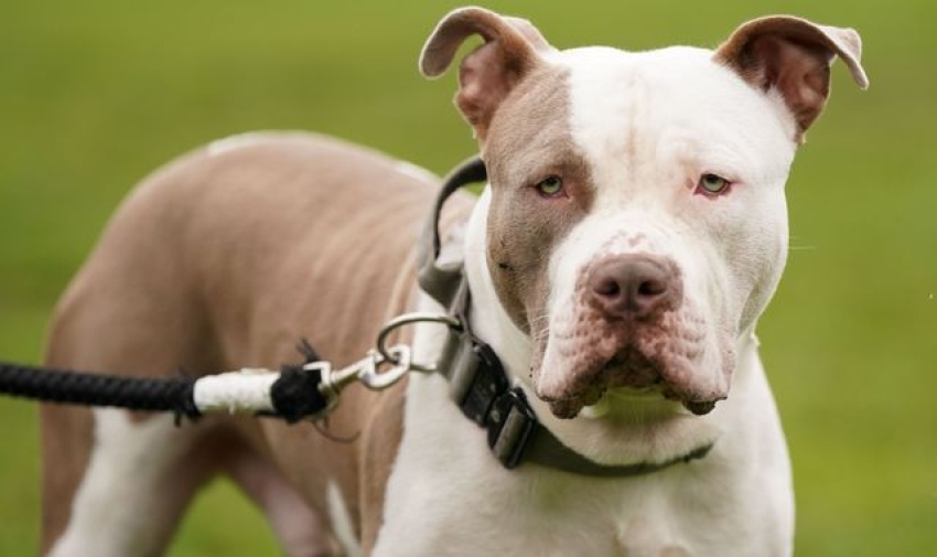 Campaigners against government's XL bully dogs ban given green light to bring High Court challenge